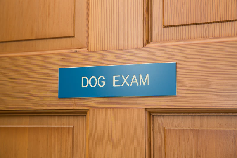 dog exam