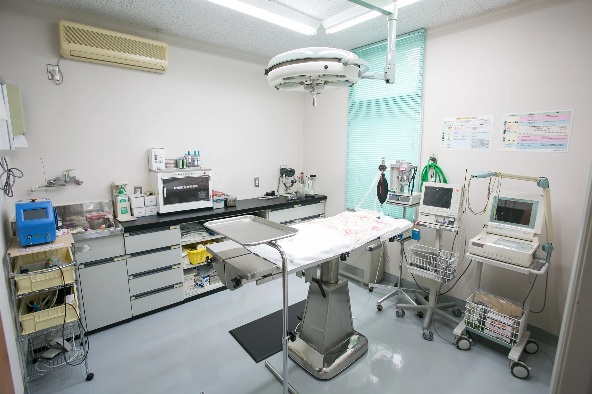 去勢・避妊の日帰り手術を行っています